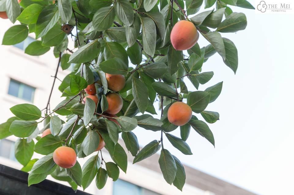 梅佛瑞斯特维尔酒店 首爾 外观 照片